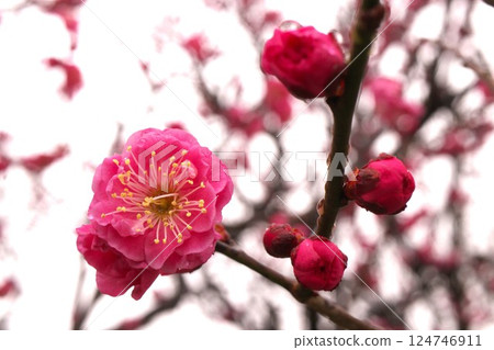 Red plum blossoms and buds 124746911