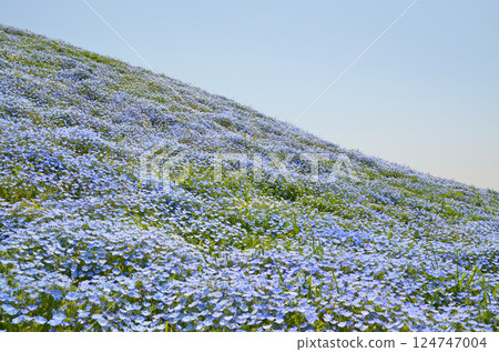 春天的海邊風景與盛開的 nemophila(大阪舞洲) 春天的海邊風景與盛開的 nemophila(大阪舞洲) 124747004