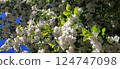 Flowers on the blossoming branches of a apple tree. Spring trees. 124747098