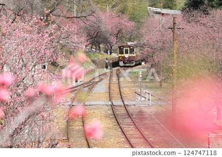 Watarase Keikoku Railway "Peach blossoms as seen from Kobe Station" Late March Watarase Keikoku Railway "Peach blossoms as seen from Kobe Station" Late March 124747118