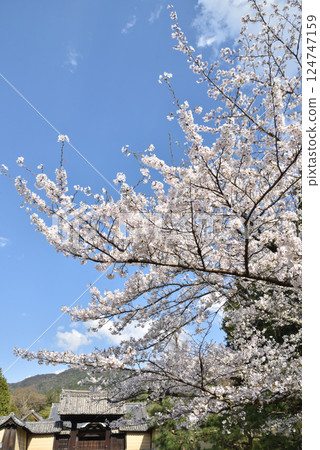 Daihonzan Zuishin-in Temple - Yoshino cherry blossoms and Yakuimon Gate (Yamashina Ward, Kyoto City) Daihonzan Zuishin-in Temple - Yoshino cherry blossoms and Yakuimon Gate (Yamashina Ward, Kyoto City) 124747159