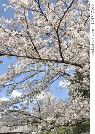 大本山瑞心院 - 吉野櫻花與藥葵門（京都市山科區） 124747160