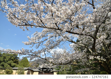 Daihonzan Zuishin-in Temple - Yoshino cherry blossoms and Yakuimon Gate (Yamashina Ward, Kyoto City) 124747161