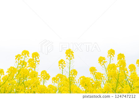 Rape blossoms and the arrival of spring image 124747212