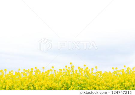 油菜花和春天的到來形象 124747215