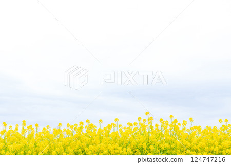 Rape blossoms and the arrival of spring image 124747216