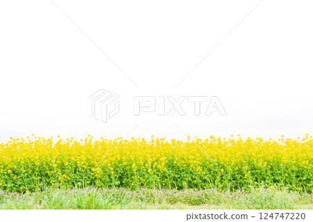 Rape blossoms and the arrival of spring image 124747220