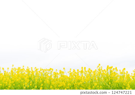 Rape blossoms and the arrival of spring image 124747221