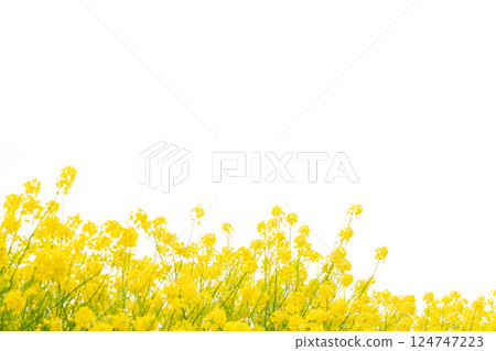 油菜花和春天的到來形象 124747223