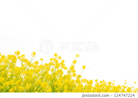 油菜花和春天的到來形象 124747224