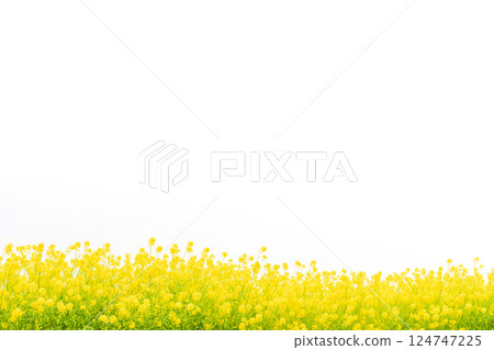 Rape blossoms and the arrival of spring image 124747225