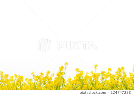 Rape blossoms and the arrival of spring image 124747228