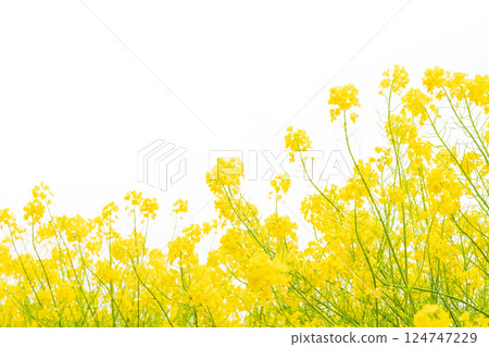 油菜花和春天的到來形象 124747229