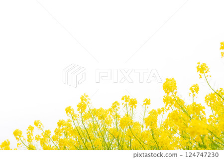 Rape blossoms and the arrival of spring image 124747230