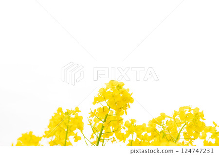 Rape blossoms and the arrival of spring image 124747231