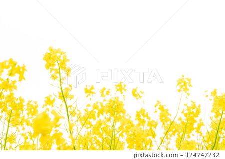 Rape blossoms and the arrival of spring image Rape blossoms and the arrival of spring image 124747232