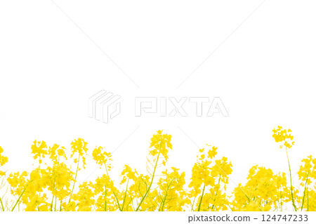 Rape blossoms and the arrival of spring image 124747233