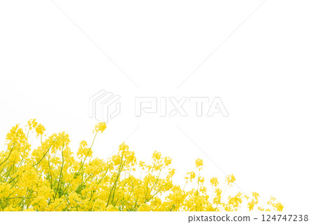 Rape blossoms and the arrival of spring image 124747238