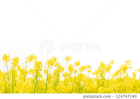 油菜花和春天的到來形象 124747240