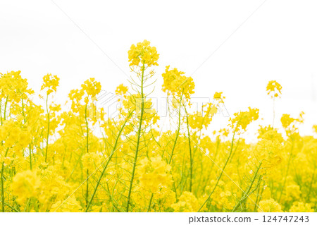 油菜花和春天的到來形象 124747243