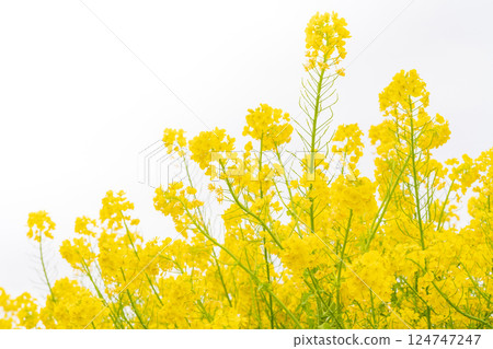油菜花和春天的到來形象 124747247
