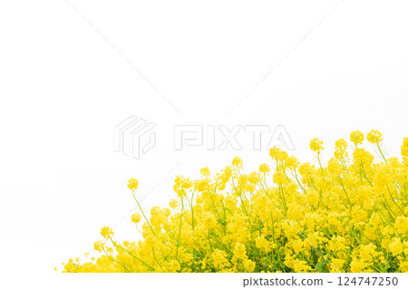 油菜花和春天的到來形象 124747250