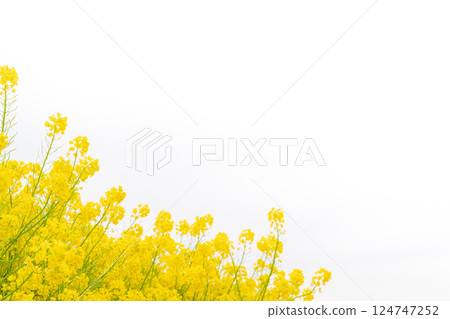 油菜花和春天的到來形象 124747252