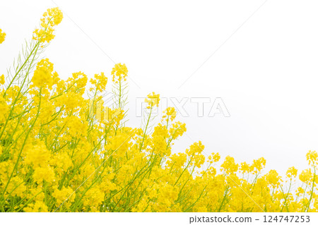 油菜花和春天的到來形象 124747253