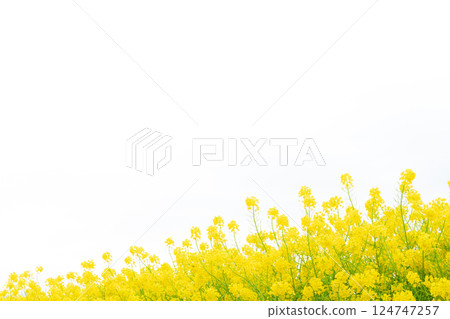 Rape blossoms and the arrival of spring image 124747257