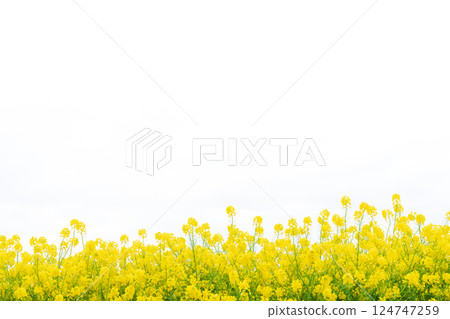 油菜花和春天的到來形象 油菜花和春天的到來形象 124747259