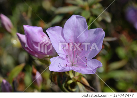 Azalea rice 124747477