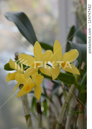 Cattleya Cattleya 124747482