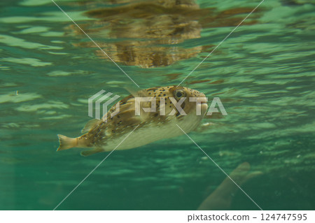 一條豪豬魚在水族箱裡舒服地遊動 一條豪豬魚在水族箱裡舒服地遊動 124747595