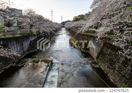 Cherry blossoms in the river 124747625
