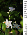 Shaga 124747661