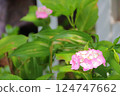  hydrangea 124747662
