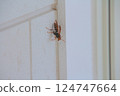 Polistes jokahamae 124747664