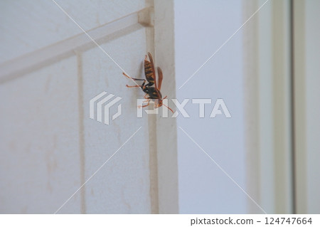 Polistes jokahamae 124747664