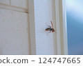 Polistes jokahamae 124747665
