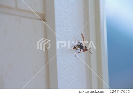 Polistes jokahamae 124747665