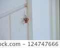 Polistes jokahamae 124747666