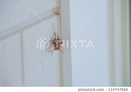 Polistes jokahamae 124747666
