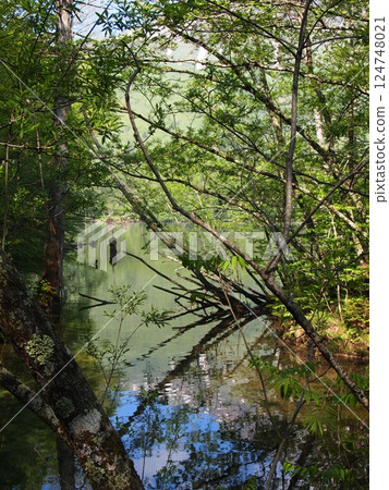 A small pond in the forest 124748021