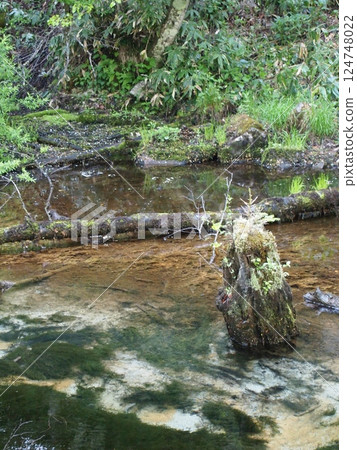 A river flowing through dead trees 124748022