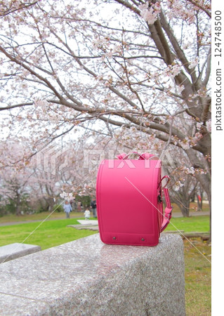 School bags under the cherry blossoms School bags under the cherry blossoms 124748500