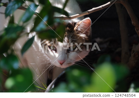 棕色和虎斑紋的流浪貓從灌木叢間探出頭來 棕色和虎斑紋的流浪貓從灌木叢間探出頭來 124748504