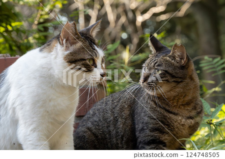 一隻棕色虎斑貓和一隻虎斑貓在自然公園裡互相凝視 一隻棕色虎斑貓和一隻虎斑貓在自然公園裡互相凝視 124748505