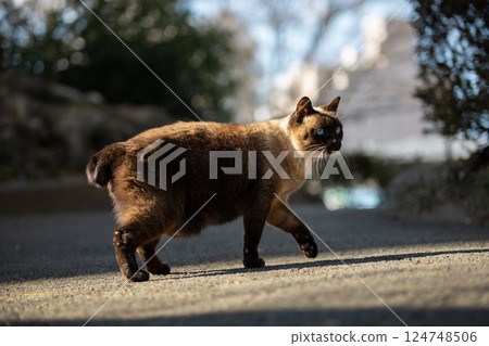 A park and a stray cat with a short-tailed Siamese pattern 124748506