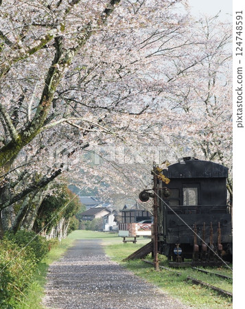 Train running along the cherry blossom line Train running along the cherry blossom line 124748591