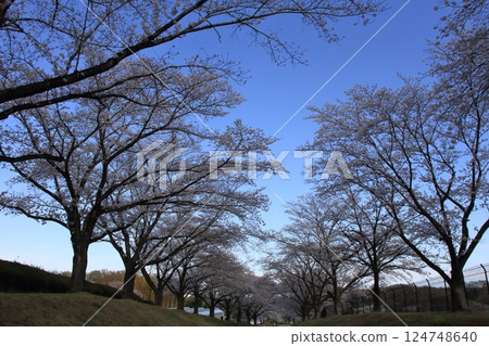 Sakura Road Sakura Road 124748640